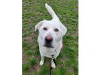 Adopt Jasper a Maremma Sheepdog / Mixed dog in Richmond, BC (41372893)