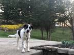 Adopt Archie a White - with Black Great Pyrenees / Terrier (Unknown Type