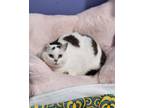 Adopt Thelma - In Foster a Domestic Shorthair / Mixed (short coat) cat in Grand