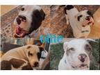 Adopt Ollie a Black - with White Australian Cattle Dog / Pit Bull Terrier /