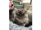 Adopt Cassie a Gray or Blue Persian (long coat) cat in Toronto, ON (41026288)