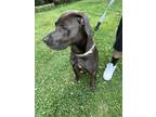 Adopt Blu a Black - with Gray or Silver Mutt / Mixed dog in Raleigh