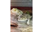 Adopt Cheech & Chong a Lizard reptile, amphibian, and/or fish in Clinton