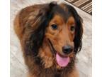 Adopt Mocha - Cross Posting a Golden Retriever / Mixed dog in Silverdale