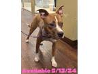 Adopt Dog Kennel #2 a American Pit Bull Terrier / Mixed Breed (Medium) / Mixed