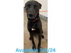 Adopt Dog Kennel #3 Stitch a Labrador Retriever / Mixed Breed (Medium) / Mixed