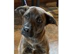 Adopt Lanai a Brindle Mixed Breed (Large) / Chow Chow / Mixed dog in Kellogg