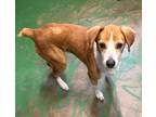Adopt Buford 23 a Australian Shepherd / Mixed Breed (Medium) / Mixed dog in