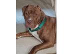 Adopt Rex a American Staffordshire Terrier / Labrador Retriever / Mixed dog in