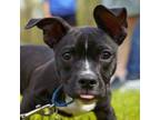 Adopt HYDRO a Black - with White Pit Bull Terrier / Mixed dog in Grafton
