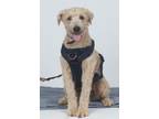 Adopt BUDDY a White - with Gray or Silver Schnauzer (Standard) / Poodle
