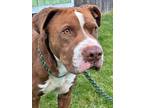 Adopt Oscar a Brown/Chocolate American Pit Bull Terrier / Mixed Breed (Medium) /