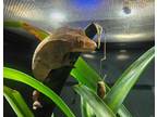 Adopt Trish a Gecko reptile, amphibian, and/or fish in Clinton, WA (41405437)