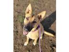 Adopt Maria a Brown/Chocolate - with Black German Shepherd Dog / Mixed dog in