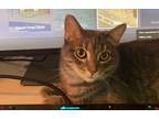 Adopt Benben a Gray or Blue (Mostly) American Shorthair / Mixed (short coat) cat