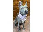 Adopt Roxy a Black American Pit Bull Terrier / Mixed Breed (Medium) / Mixed