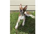Adopt Gibby a Brown/Chocolate Golden Retriever / Mixed Breed (Medium) / Mixed