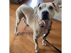 Adopt Tammy a Tan/Yellow/Fawn Pit Bull Terrier / Basset Hound / Mixed dog in