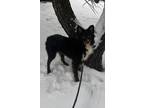 Adopt Milo a Merle Australian Shepherd / Labradoodle / Mixed dog in Sterling