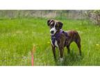 Adopt Cammie a Brindle - with White Plott Hound / Mixed Breed (Medium) / Mixed