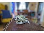 Adopt Shere Kahn a Gecko reptile, amphibian, and/or fish in Hinckley