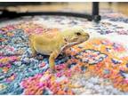 Adopt Sumo a Gecko reptile, amphibian, and/or fish in Hinckley, IL (40433796)
