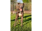 Adopt Ernie a Gray/Silver/Salt & Pepper - with White Pit Bull Terrier / Mixed