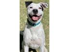 Adopt Cheyenne a Boxer / Mixed dog in Great Bend, KS (39215553)