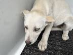 Adopt Misty a German Shepherd Dog / Mixed dog in Mobile, AL (41395570)