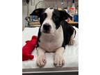 Adopt JUBILEE a American Pit Bull Terrier / Mixed Breed (Medium) / Mixed dog in