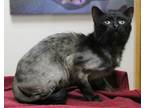 Adopt Manicotti a All Black Domestic Shorthair / Mixed Breed (Medium) / Mixed