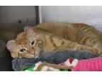 Adopt Tiggerr a Orange or Red Domestic Shorthair / Mixed Breed (Medium) / Mixed