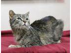 Adopt Gnudi a All Black Domestic Shorthair / Mixed Breed (Medium) / Mixed (short