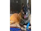 Adopt Malachai a Dutch Shepherd / Mixed dog in San Diego, CA (39870416)
