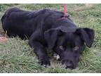 Adopt 84237 Isabelle a Black Border Collie / Mixed Breed (Medium) / Mixed (short