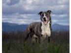 Adopt Jasper 505378 a Brindle Anatolian Shepherd / Mixed Breed (Medium) / Mixed