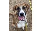 Adopt Nortin/Norton a German Shepherd Dog / Mixed dog in Darlington