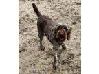 Adopt Nikki a Brown/Chocolate Labradoodle / Mixed dog in Liberty Center