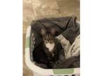 Adopt Sassy a Brown Tabby American Shorthair / Mixed (medium coat) cat in