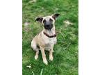 Adopt Rex a Red/Golden/Orange/Chestnut - with White German Shepherd Dog / Mixed