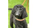 Adopt Clementine a Black Poodle (Standard) / Labradoodle / Mixed dog in Sparta