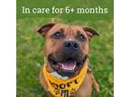 Adopt Lola a American Pit Bull Terrier / Mixed dog in Dublin, CA (41191539)