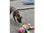 Adopt Olive a Brindle - with White Plott Hound / Mixed dog in Kennesaw