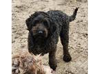 Adopt Sasha a Black - with Tan, Yellow or Fawn Labradoodle / Mixed dog in