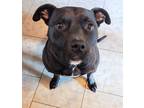 Adopt Harley a Brown/Chocolate - with White American Pit Bull Terrier / Labrador