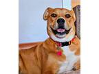 Adopt George a Brown/Chocolate - with White Labrador Retriever / Boxer / Mixed