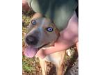 Adopt Daizy a Brown/Chocolate - with White German Shepherd Dog / Husky / Mixed