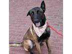 Adopt Sarah Mclachlan* a Belgian Malinois / Mixed dog in Pomona, CA (41396280)