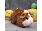 Adopt Brisket a Brown or Chocolate Guinea Pig / Mixed small animal in Hilliard