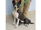 Adopt Adoptable Breezy a Black Border Collie / Mixed Breed (Medium) / Mixed